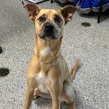 Daphne -  Mixed Breed Dog for Adoption in Bentonville, Arkansas - Daphne | PetCurious