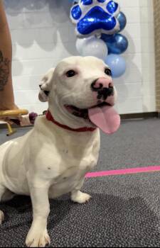 Basset Hound Dogs Available for Adoption - REN  | PetCurious