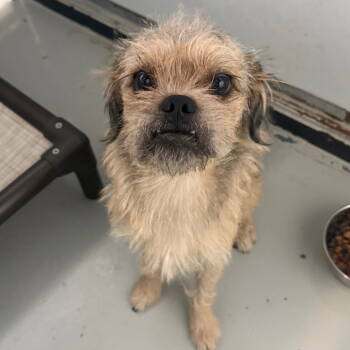 Rescue Wire Fox Terrier Dogs for Adoption in Chico, California - ALBITE | PetCurious