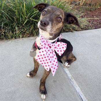 Fomo -  Chihuahua Dog for Adoption in Walnut Creek, California - Fomo | PetCurious