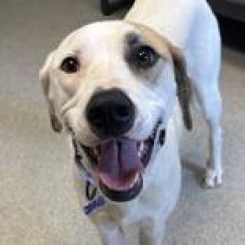 Aggie -  Mixed Breed Dog for Adoption in Lansing, Michigan - Aggie | PetCurious
