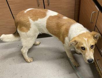Anatolian Shepherd and Mixed Breed Dogs Available for Adoption in Modesto, California - DENNIS | PetCurious