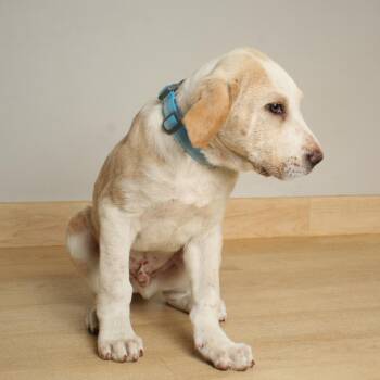 Labrador Retriever and Husky Dogs Available for Adoption in Minnetonka, Minnesota - Jasper D68774 | PetCurious