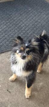 Eric -  Pomeranian Dog for Adoption in Texarkana, Texas - Eric | PetCurious