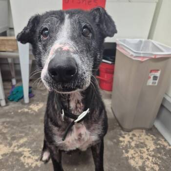 Elena -  Mixed Breed Dog for Adoption in Saint Marys, Pennsylvania - Elena | PetCurious
