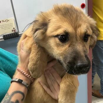 Louise -  German Shepherd Dog and Mixed Breed Dog for Adoption in Saint Joseph, Missouri - Louise | PetCurious
