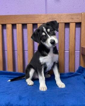 **BRECKEN** -  Husky Dog for Adoption in North Prairie, Wisconsin - **BRECKEN** | PetCurious
