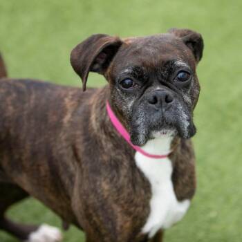 Boxer Dogs Available for Adoption in Peyton, Colorado - Katniss (MR26-360) | PetCurious