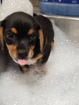 Rescue Mixed Breed Dogs for Adoption in Hamilton, Ohio - Ellie | PetCurious