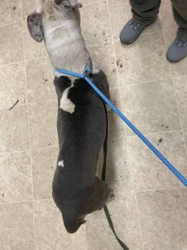 Thumbelina -  Mixed Breed Dog for Adoption in Cincinnati, Ohio - Thumbelina | PetCurious