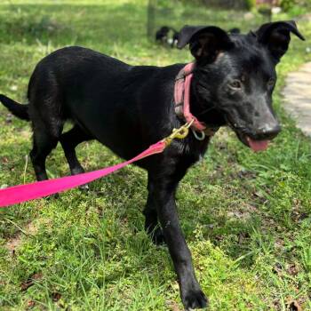 Labrador Retriever and Shepherd Dogs Available for Adoption in Metamora, Michigan - Chiquita | PetCurious