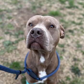 Pit Bull Terrier Dogs Available for Adoption - St. Luke | PetCurious