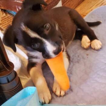 Catahoula Leopard Dog Dogs Available for Adoption - Carla | PetCurious