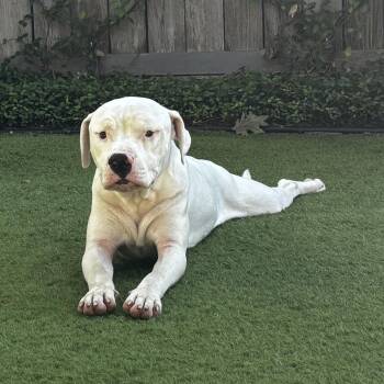 Mixed Breed Dogs Available for Adoption in Houston, Texas - Sammy | PetCurious