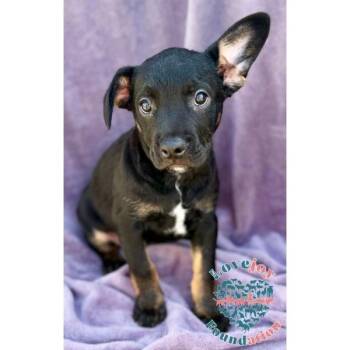 Jasmine -  Australian Cattle Dog Blue Heeler and Shar Pei Dog for Adoption in Inglewood, California - Jasmine | PetCurious