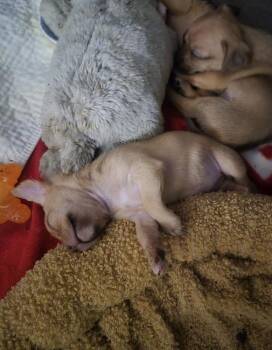 Chihuahua and Terrier Dogs Available for Adoption - Blossom | PetCurious