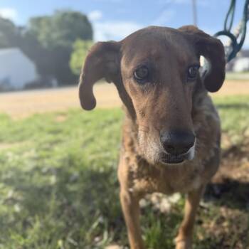 Labrador Retriever Dogs Available for Adoption in Columbia, South Carolina - Ellaminnow | PetCurious