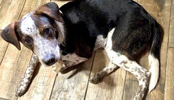 Rescue Australian Cattle Dog Blue Heeler and Feist Dogs for Adoption in Theodore, Alabama - Bourbon | PetCurious