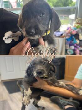 Galyna (Yellow C) -  Mixed Breed Dog for Adoption in Russellville, Kentucky - Galyna (Yellow C) | PetCurious