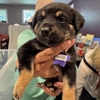 Fuller -  Mixed Breed Dog for Adoption in San Francisco, California - Fuller | PetCurious