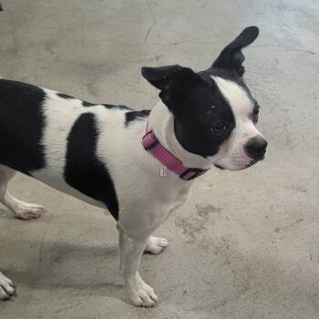 Boston Terrier Dogs Available for Adoption in Spanish Fork, Utah - Bessie | PetCurious
