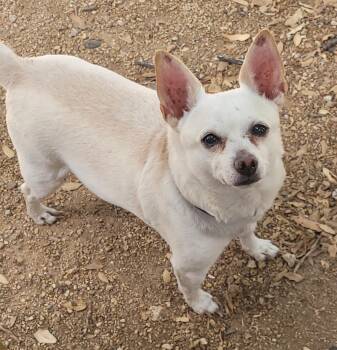 Rescue Chihuahua Dogs for Adoption in Yarnell, Arizona - Woody | PetCurious