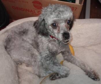 Poodle Dogs Available for Adoption - Willow | PetCurious
