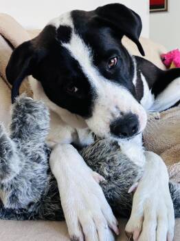 ROSIE -  Great Pyrenees and German Shorthaired Pointer Dog for Adoption in Joshua Tree, California - ROSIE | PetCurious