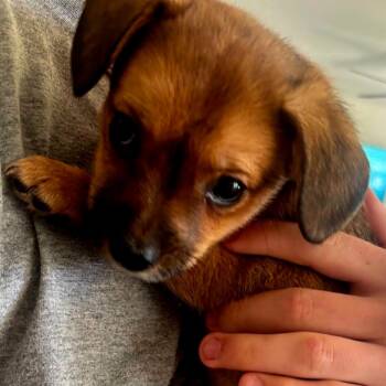 Mixed Breed Dogs Available for Adoption in Fredericksburg, Virginia - Mowgli | PetCurious