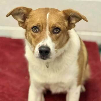 Rescue Mixed Breed Dogs for Adoption in Adrian, Michigan - Vera | PetCurious