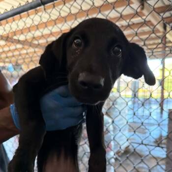 Theodora -  Mixed Breed Dog for Adoption in Buffalo, Minnesota - Theodora | PetCurious