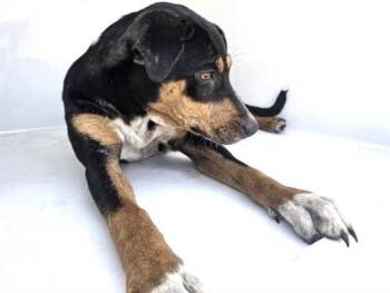 Labrador Retriever and Mixed Breed Dogs Available for Adoption - A650786 | PetCurious