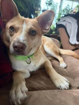 Shiba Inu Dogs Available for Adoption in Portland, Maine - Spin Diesel | PetCurious