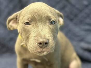 Pit Bull Terrier and Mixed Breed Dogs Available for Adoption in Portland, Oregon - Joey | PetCurious