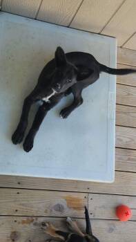 Coca Cola -  Black Labrador Retriever Dog for Adoption - Coca Cola | PetCurious