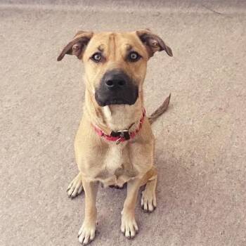 Frankie -  Boxer Dog for Adoption in Brentwood, Missouri - Frankie | PetCurious