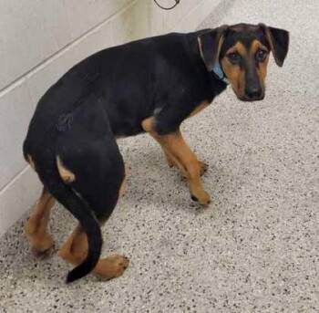 Acadia -  Mixed Breed Dog for Adoption in Kansas City, Missouri - Acadia | PetCurious