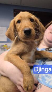 Django -  Bernadoodle and Labrador Retriever Dog for Adoption in Wheelersburg, Ohio - Django | PetCurious
