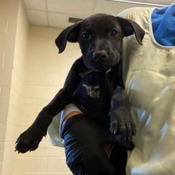 T106942 Tangie -  Black Labrador Retriever and Mixed Breed Dog for Adoption in Port Washington, New York - T106942 Tangie | PetCurious
