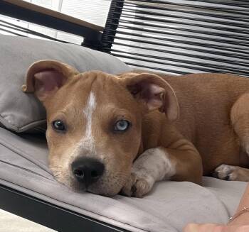 Betty -  Catahoula Leopard Dog Dog for Adoption in West Palm Beach, Florida - Betty | PetCurious