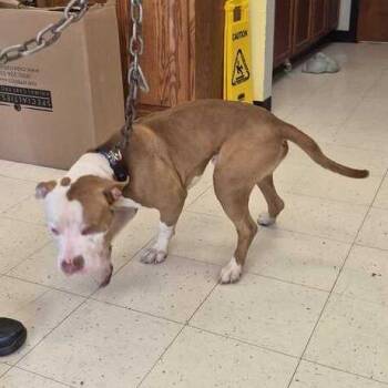 Two Chain -  Mixed Breed Dog for Adoption in Davenport, Iowa - Two Chain | PetCurious