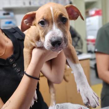 Lahi -  Rhodesian Ridgeback Dog for Adoption in Wahiawa, Hawaii - Lahi | PetCurious