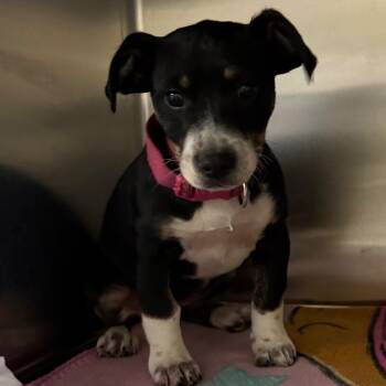 Mixed Breed Dogs Available for Adoption - Pokey 3057 | PetCurious