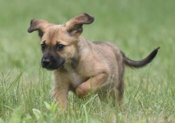 Wynter -  Shepherd and Retriever Dog for Adoption in Mechanicsburg, Pennsylvania - Wynter | PetCurious