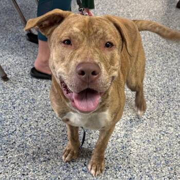Teddy Bear Boy -  Pit Bull Terrier Dog for Adoption in Greenville, South Carolina - Teddy Bear Boy | PetCurious