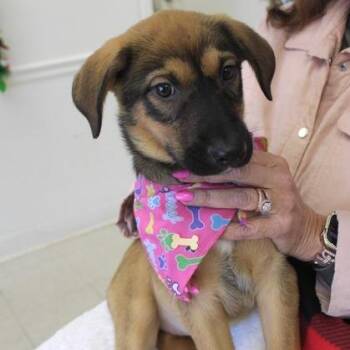 Labrador Retriever and Hound Dogs Available for Adoption - Lilah | PetCurious