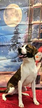 Rescue Hound Dogs for Adoption in Murphysboro, Illinois - Tyler | PetCurious