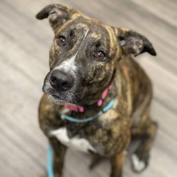 Mixed Breed Dogs Available for Adoption - Skye | PetCurious