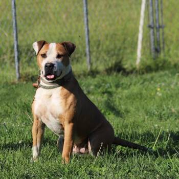 Rescue Pit Bull Terrier Dogs for Adoption in Fairfax, Virginia - Briscoe | PetCurious