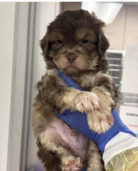 Poodle Dogs Available for Adoption in Copiague, New York - Tomato | PetCurious